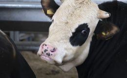 Kurban kesim vakti ne zaman biter? Kurban ne zaman kesilmeli?