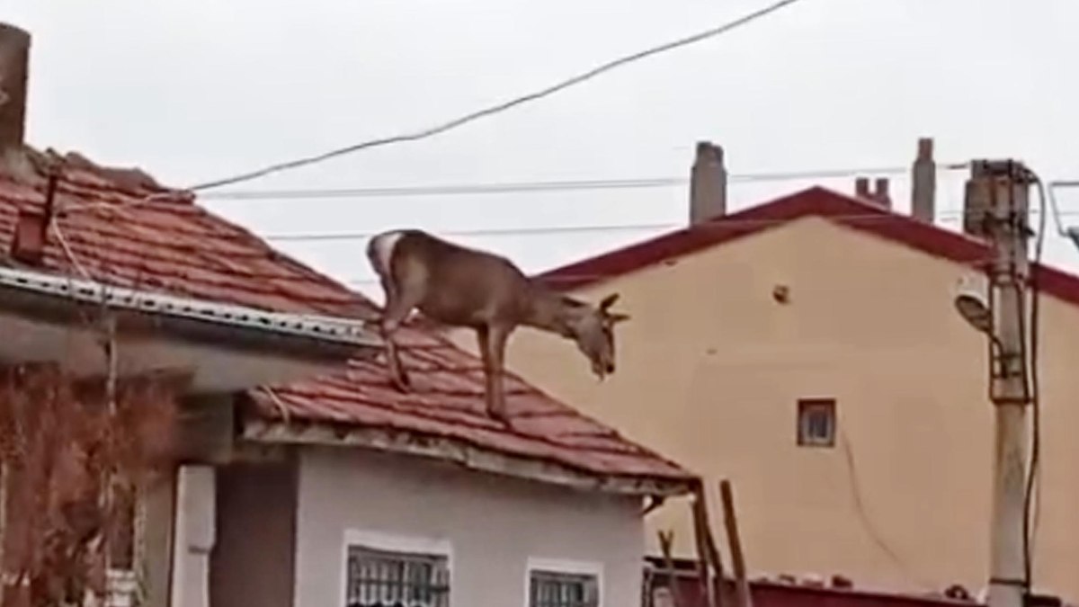 Afyonkarahisar’da köpeklerden korkup çatıya çıkan geyik düşüp öldü